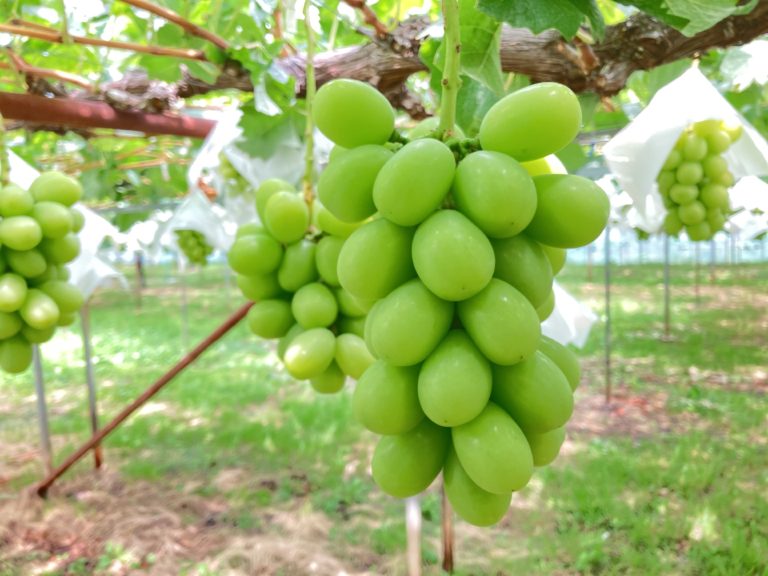 ぶどう畑の風景